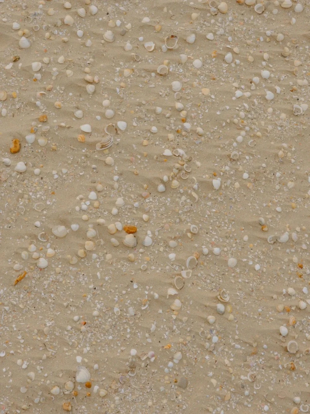 Sand + Fog sand fog’s